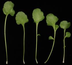 Cardamine sinuatifolia. Rosette leaves.
 Image: P.B. Heenan © Landcare Research 2019 CC BY 3.0 NZ